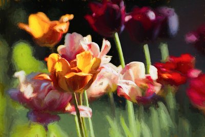 Tulip Field by Helen White